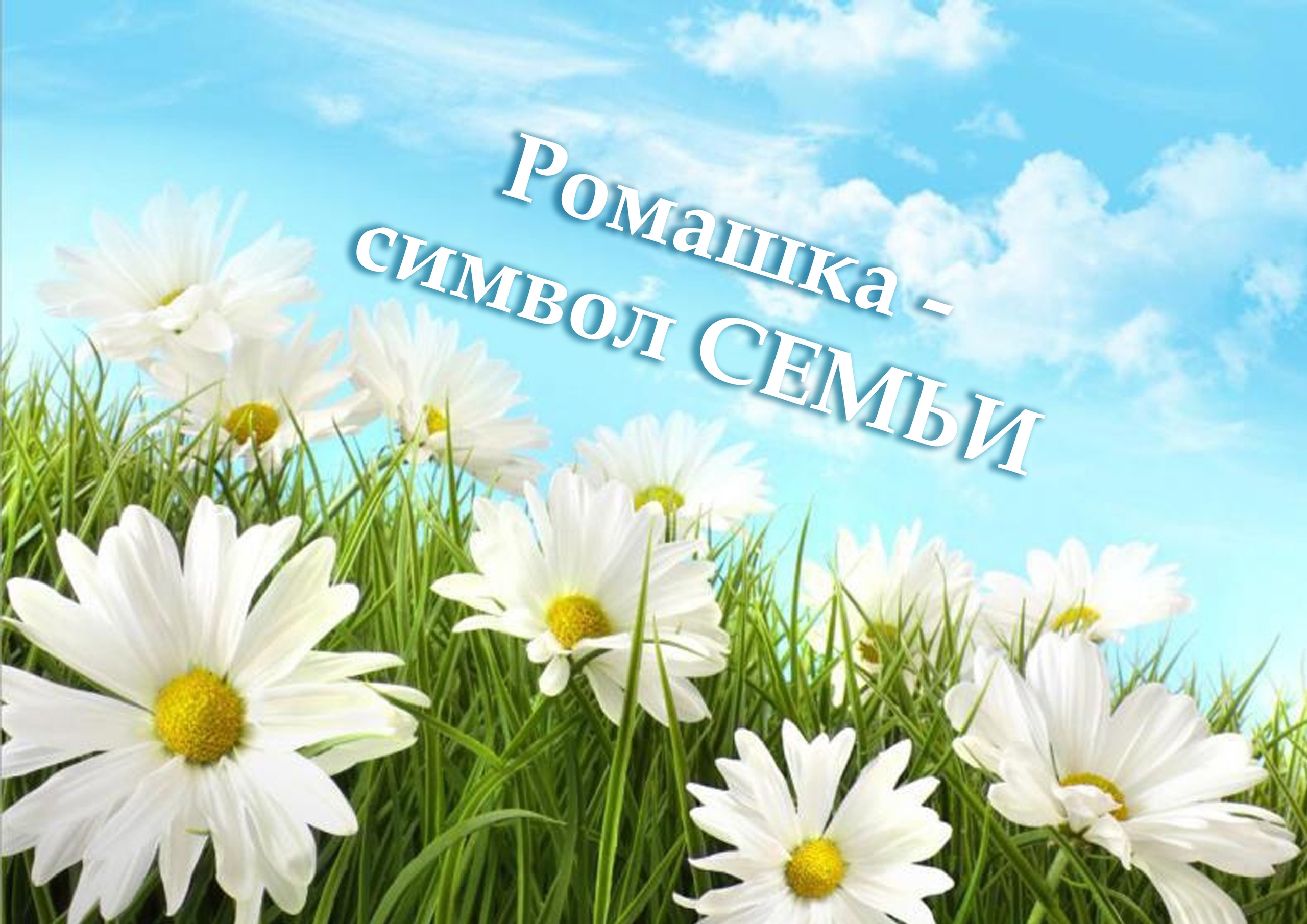 РОМАШКА - СИМВОЛ СЕМЬИ.